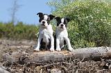BOSTON TERRIER 089